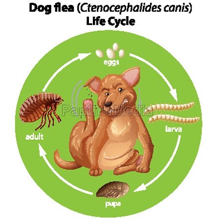 Diagrama Mostrando O Ciclo De Vida Da Pulga Do C O Stockphoto