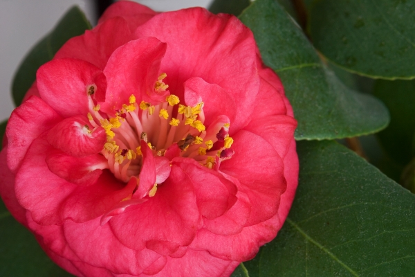 Camelia - Flor - Fotos de arquivo #627425 | Banco de Imagens Panthermedia