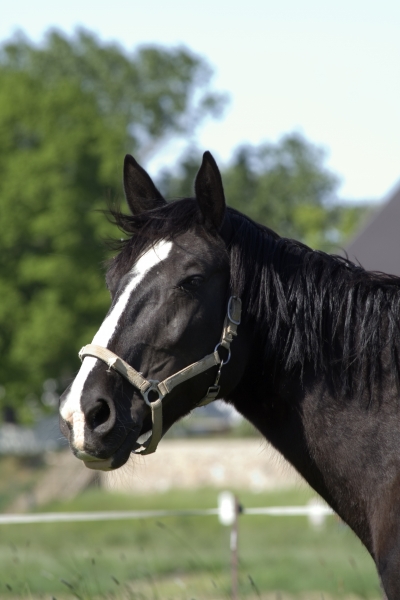 cavalo negro olhos garanhao egua cavalo
