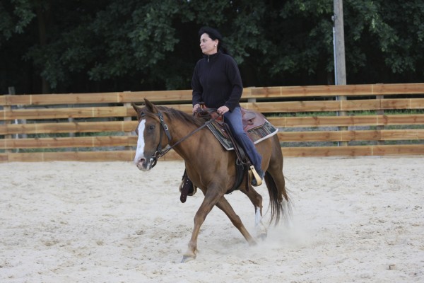 cavalo cavaleiro equestre rancho