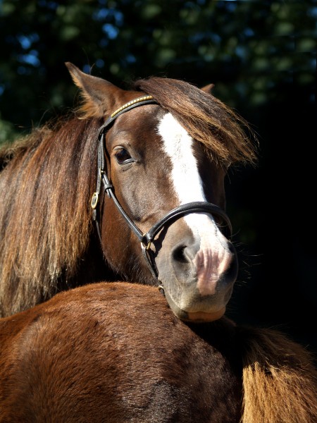 cavalo marrom cavalos bebe infantil garanhao