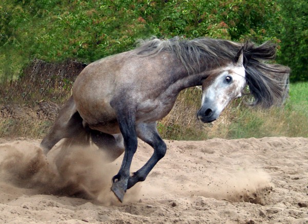 poder galope cavalo egua molde hispanico