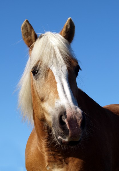 perfil retrato cavalo garanhao eunuco penacho