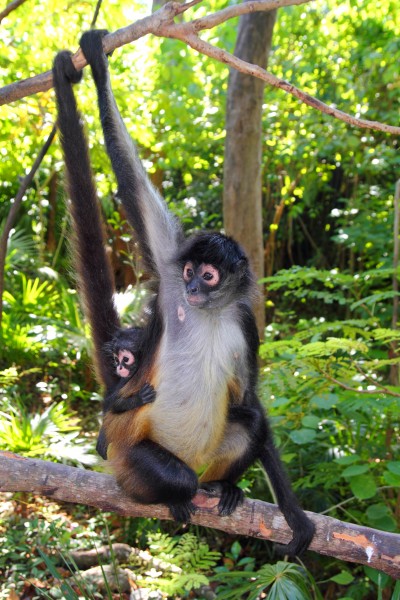 Macaco Aranha Geoffroys, Ateles Geoffroyi, Também Conhecido Como