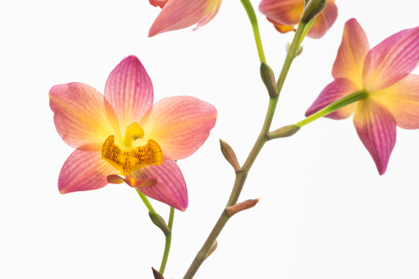 Orquídea vermelha laranja filipina - Stockphoto #13559446 | Banco de  Imagens Panthermedia