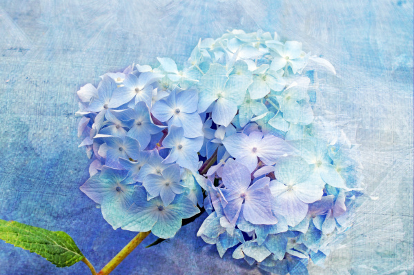 hydrangea azul - Fotos de arquivo #14266819 | Banco de Imagens Panthermedia