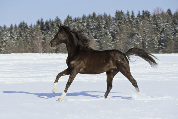 cavalo inverno animal negro galope cavalo