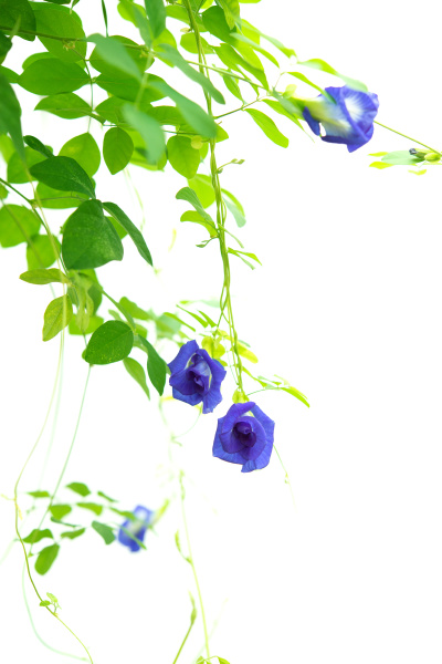 Planta de árvores de ervilha borboleta azul - Stockphoto #26132004 | Banco  de Imagens Panthermedia