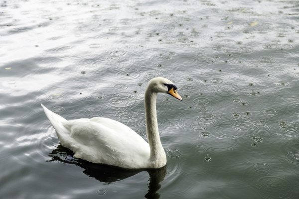 white, swan, in, a, pond - 28216194