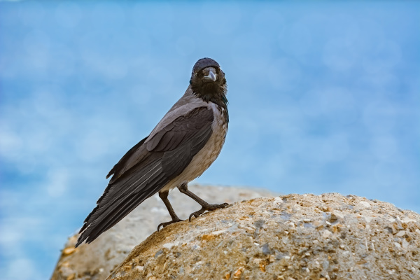 corvo na pedra