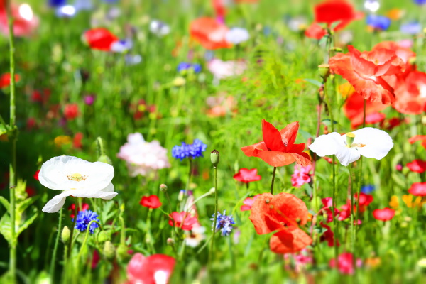 belo prado de flores coloridos natural