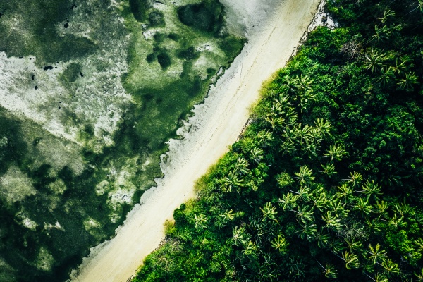 vista aerea de palmeiras na praia