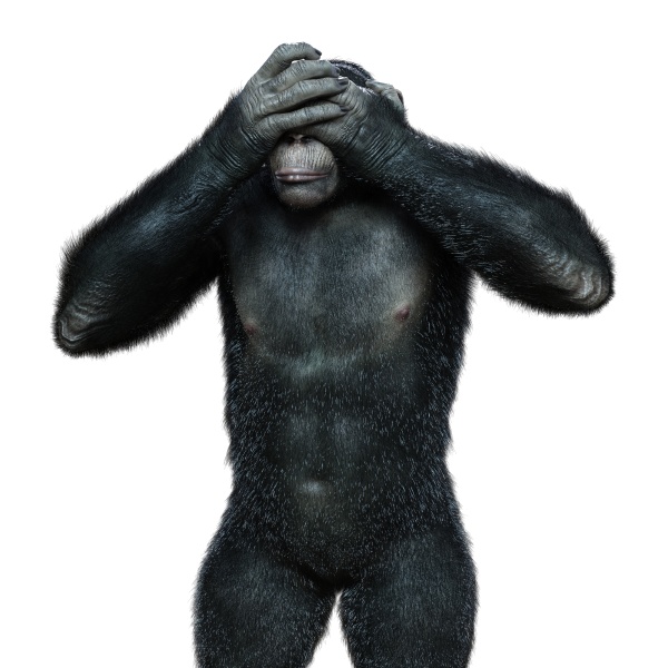 75.573 imagens, fotos stock, objetos 3D e vetores de Chimpanzé