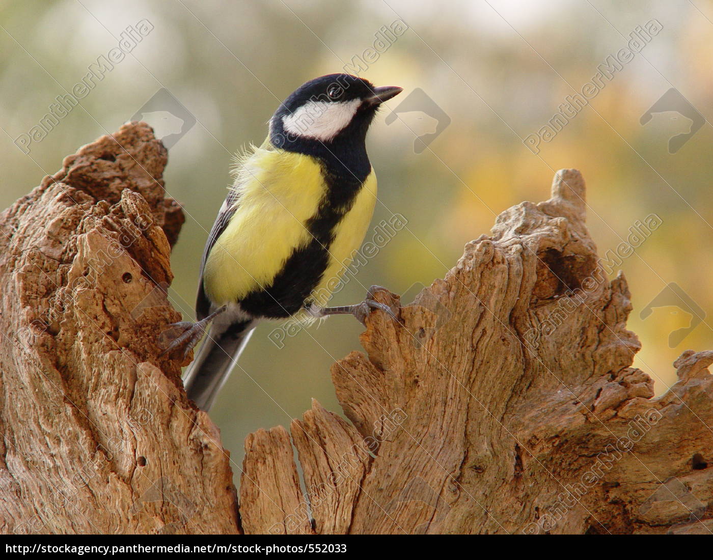 kohl meise - Stockphoto #552033