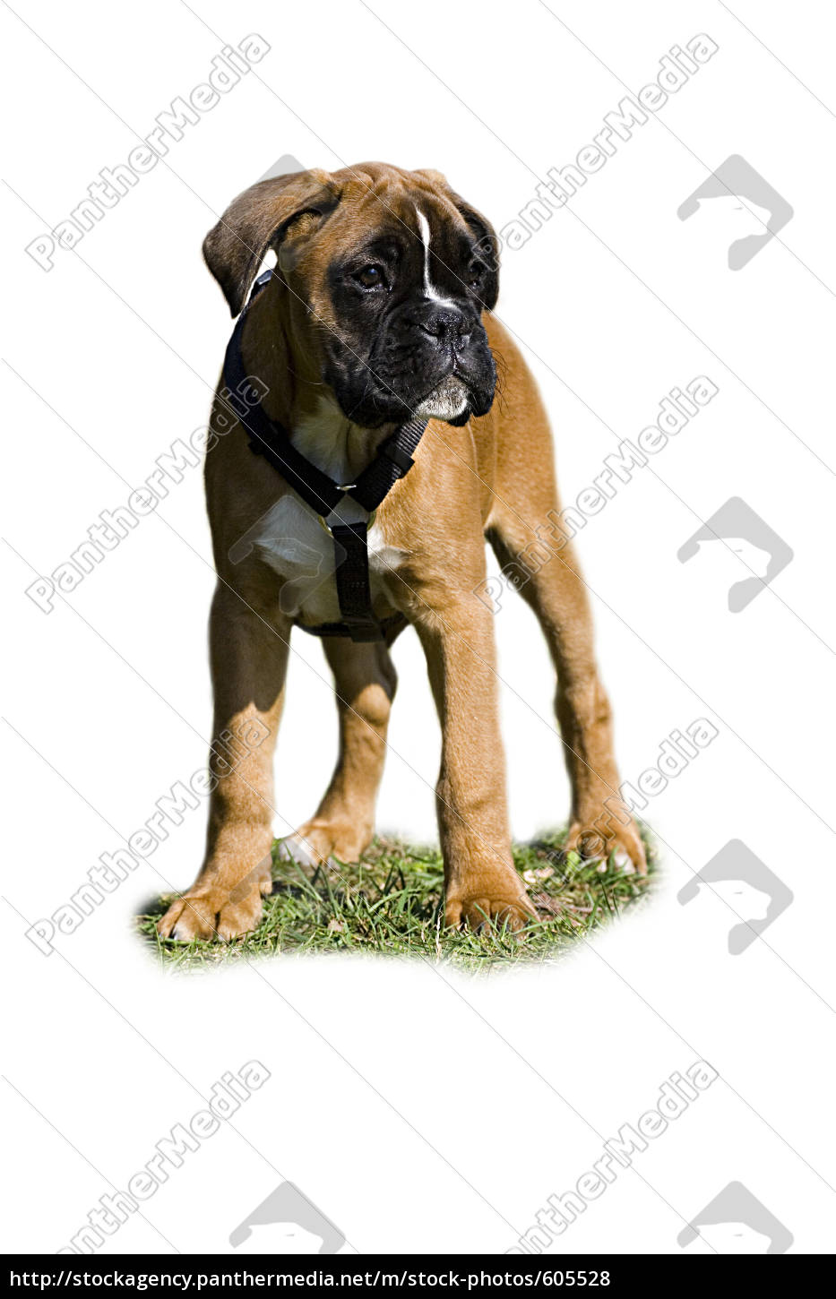 Fotos de Cão boxer, Imagens de Cão boxer sem royalties