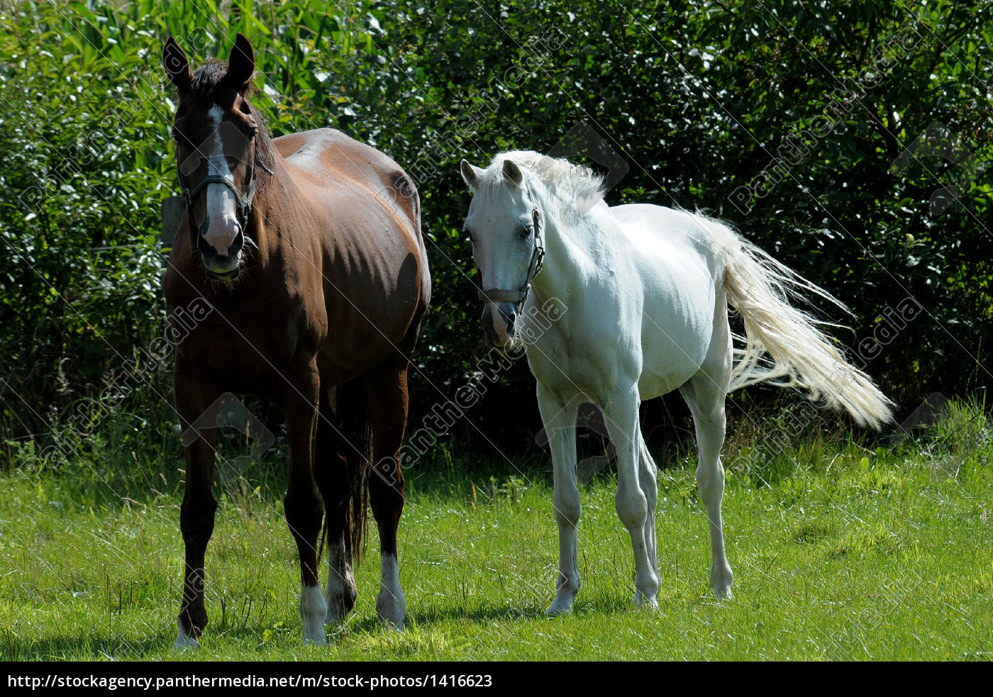 14027 - DIVERSOS - ANIMAIS - Dois Cavalos de frente - CAVALO - 41x29 cm.