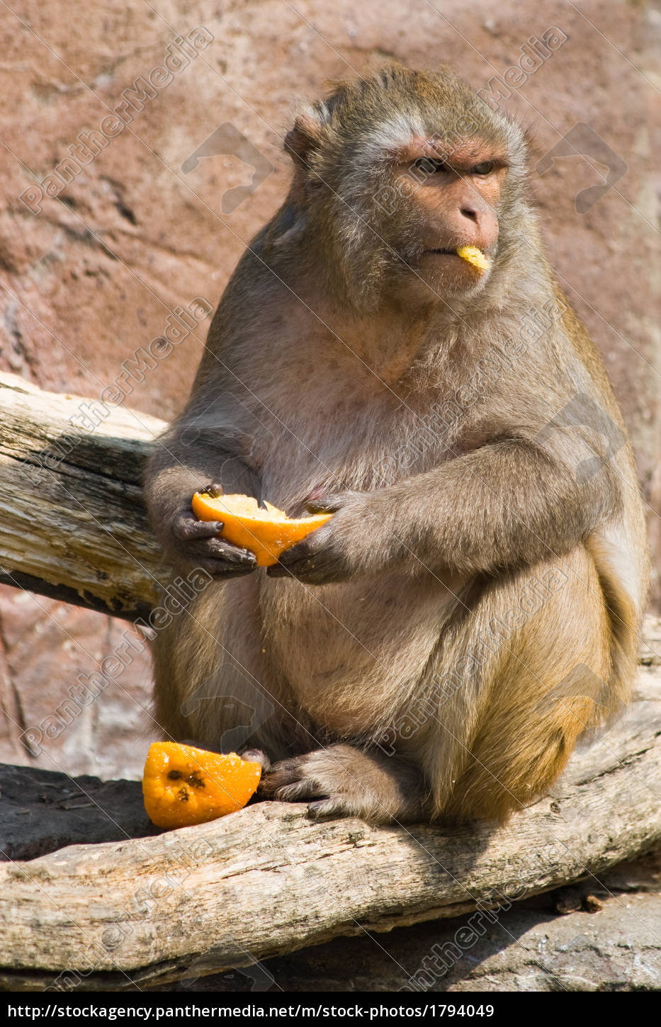 Foto de Macaco Branco Olhando Para Cima e mais fotos de stock de