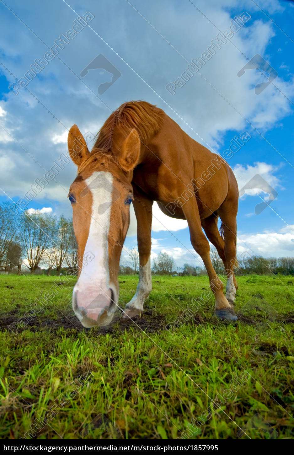 Retrato De Cavalo Da Frente Indo E Olhando Direto Para a Câmera Imagem de  Stock - Imagem de livre, cavalo: 227498407