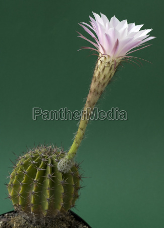 Flor branca e cor-de-rosa de um cacto - Fotos de arquivo #1872223 | Banco  de Imagens Panthermedia