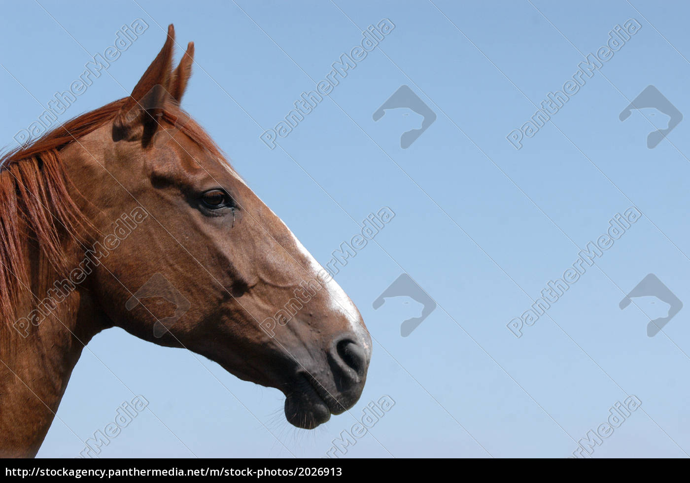 Foto de Frente Da Cabeça De Cavalo e mais fotos de stock de Cavalo