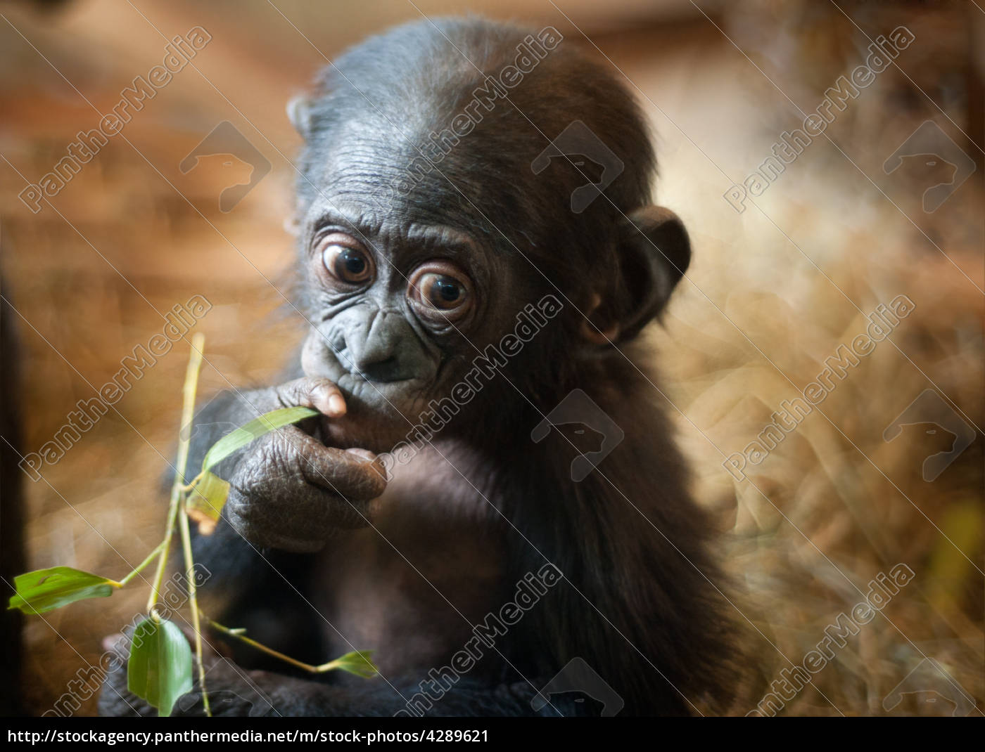 macacos fofos e bebes