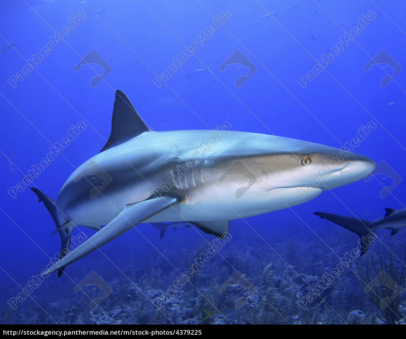 Tubarão-preto Carcharhinus Sinônimos Sobre O Recife De Coral Foto de Stock  - Imagem de animal, dentes: 157704248