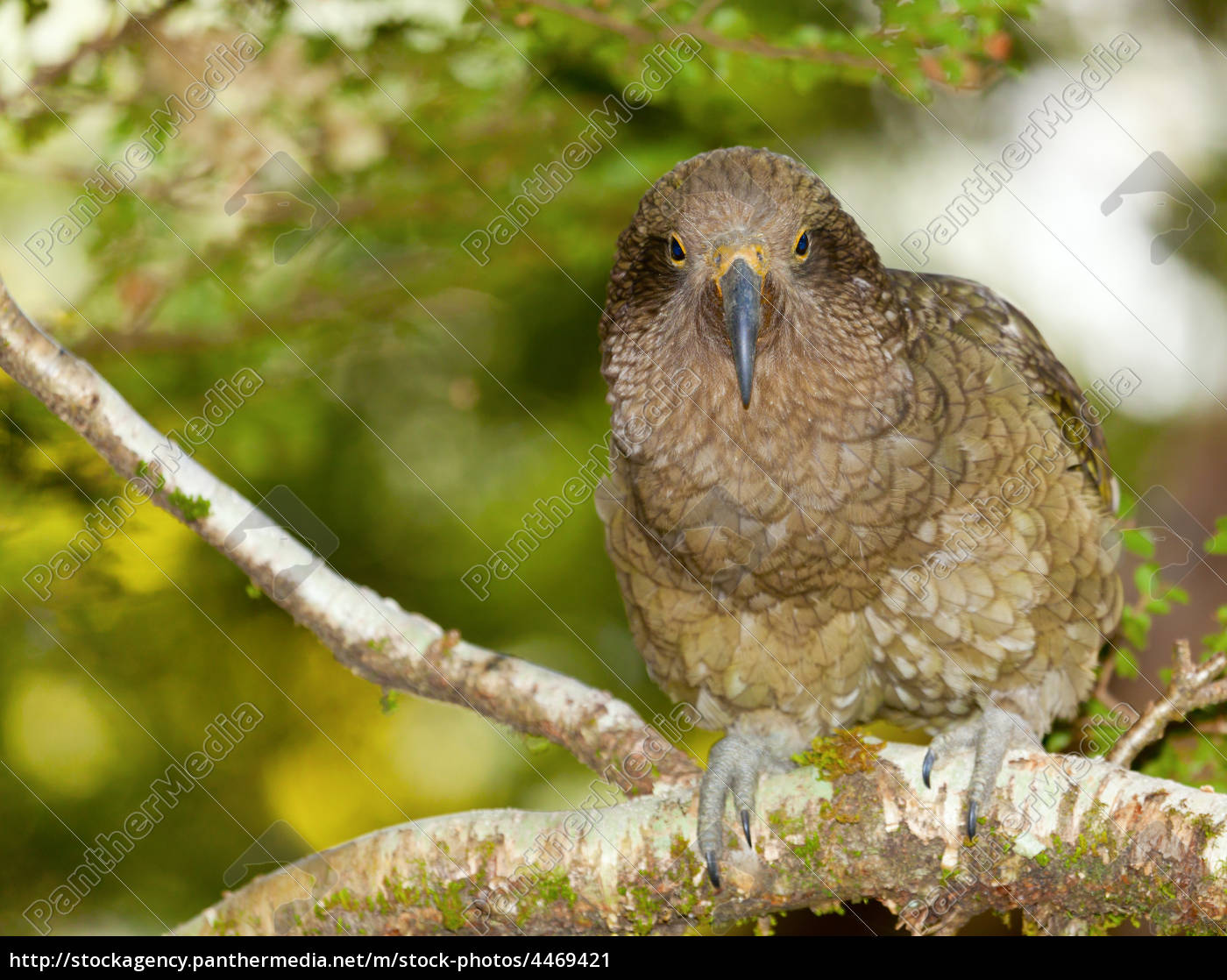 Papagaio de Kea foto de stock. Imagem de jogos, papagaio - 103429574