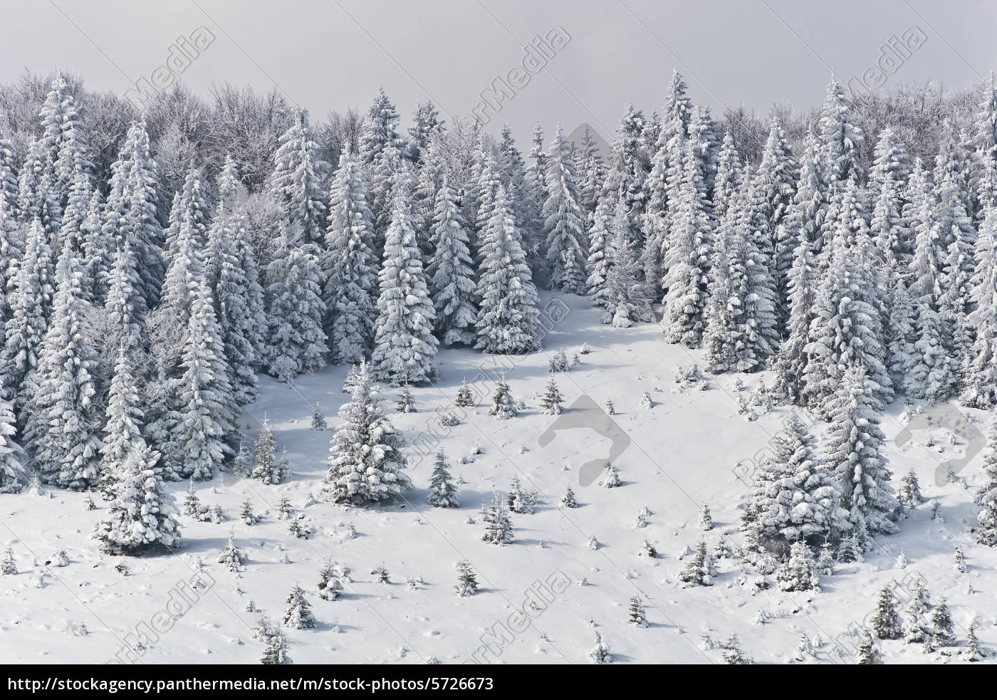 Cara Pequena Do Cavalo Na Frente De Uma Floresta Do Pinho No Inverno Imagem  de Stock - Imagem de floresta, frente: 49381965