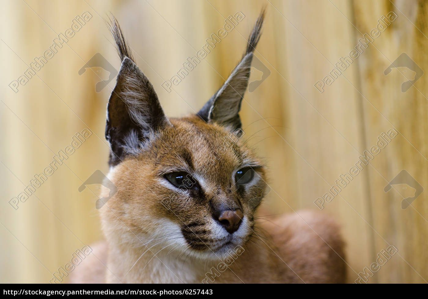 Pin on Gato Caracal