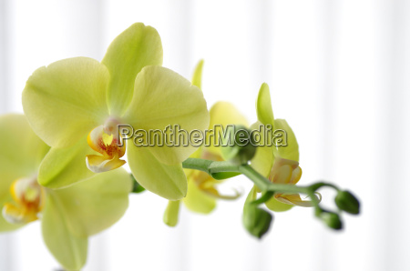 Orquídea Verde - Stockphoto #6551385 | Banco de Imagens Panthermedia