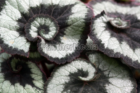 begonia rex begônia cultorum corkscrew - Stockphoto #9755290 | Banco de  Imagens Panthermedia