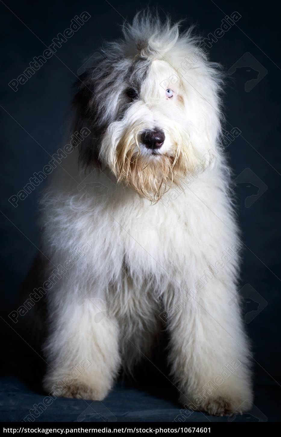 Cachorro Bobtail: características e fotos