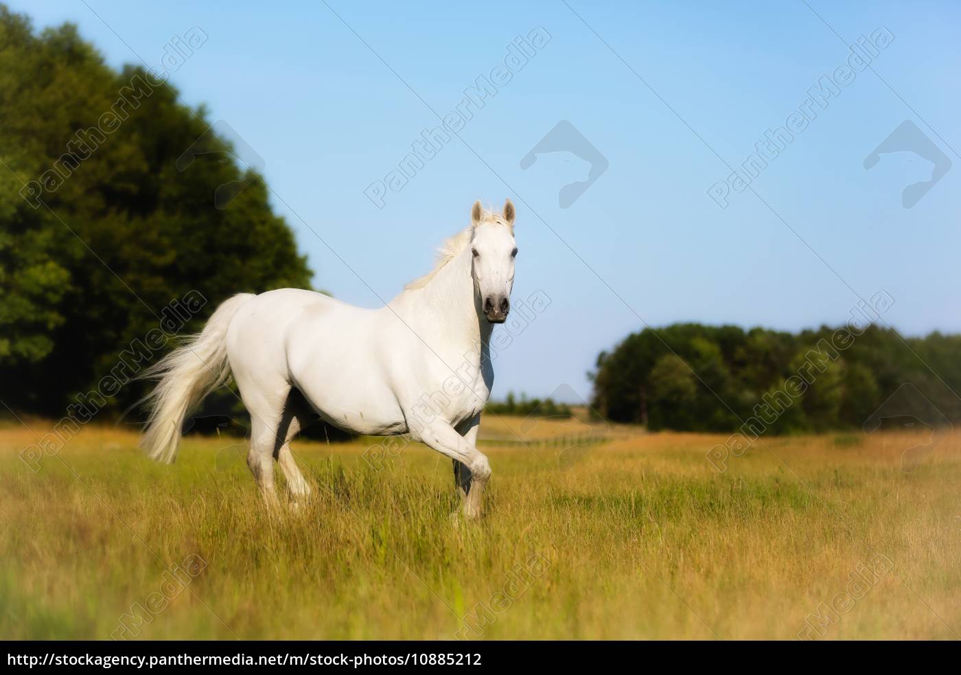 Um cavalo branco correndo no ar