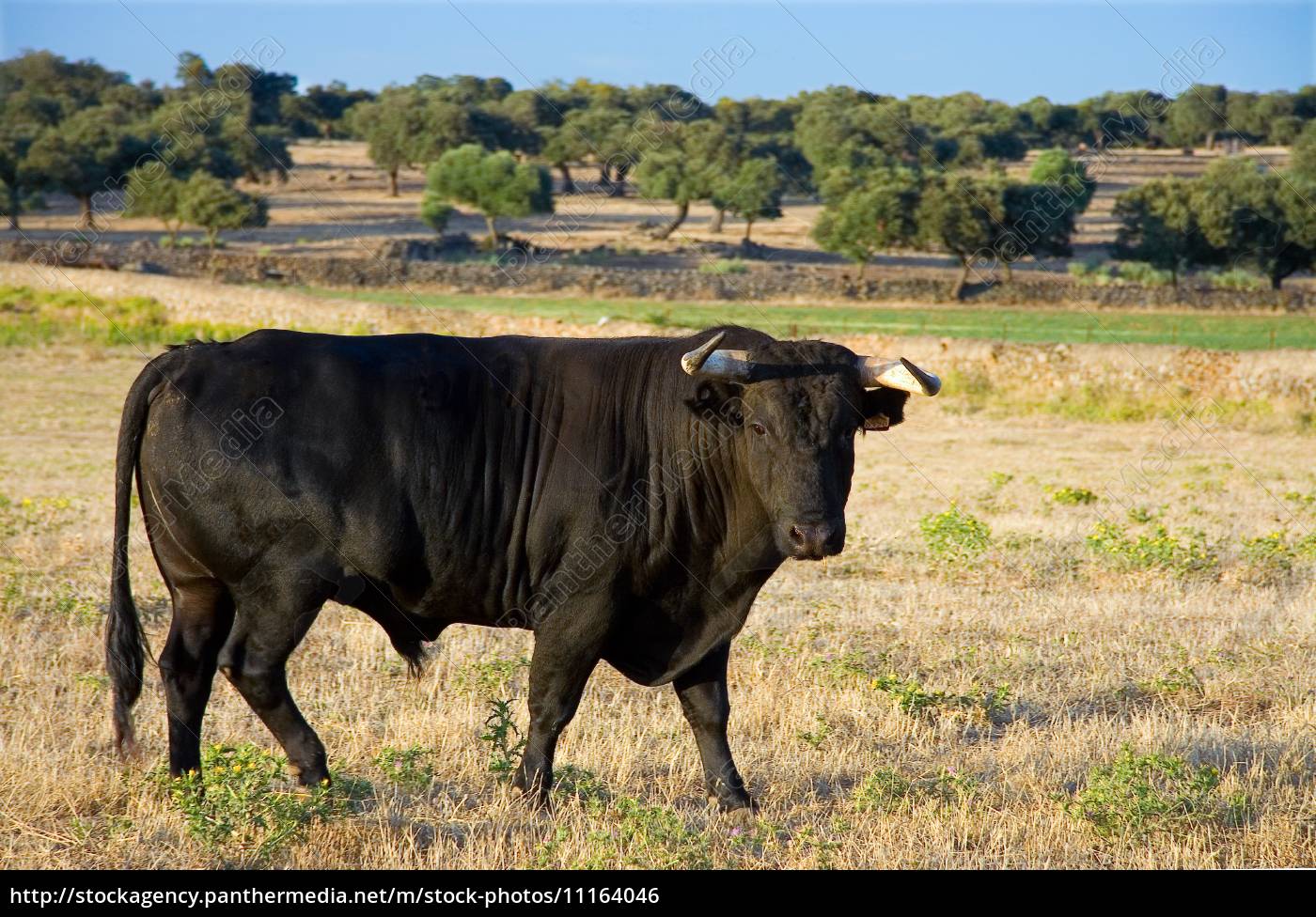 Fotos de Luta de touros, Imagens de Luta de touros sem royalties