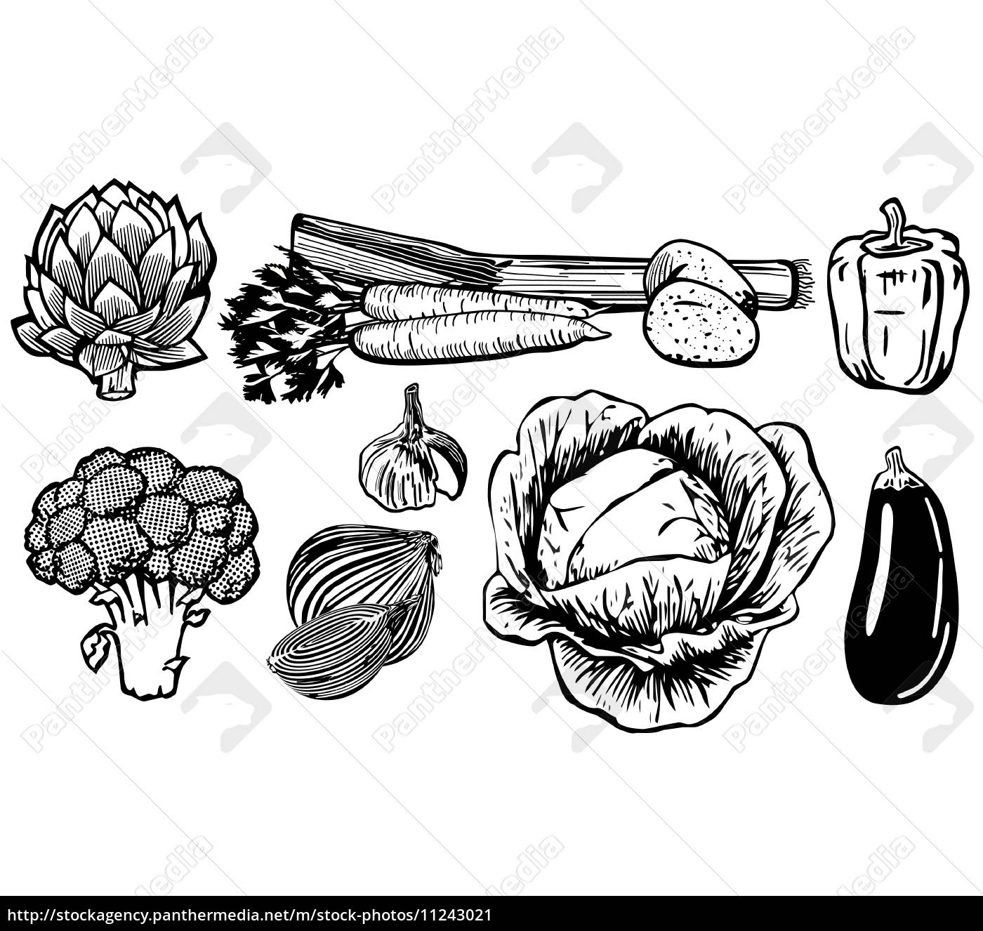 Desenho vegetal - Fotos de arquivo #11243021