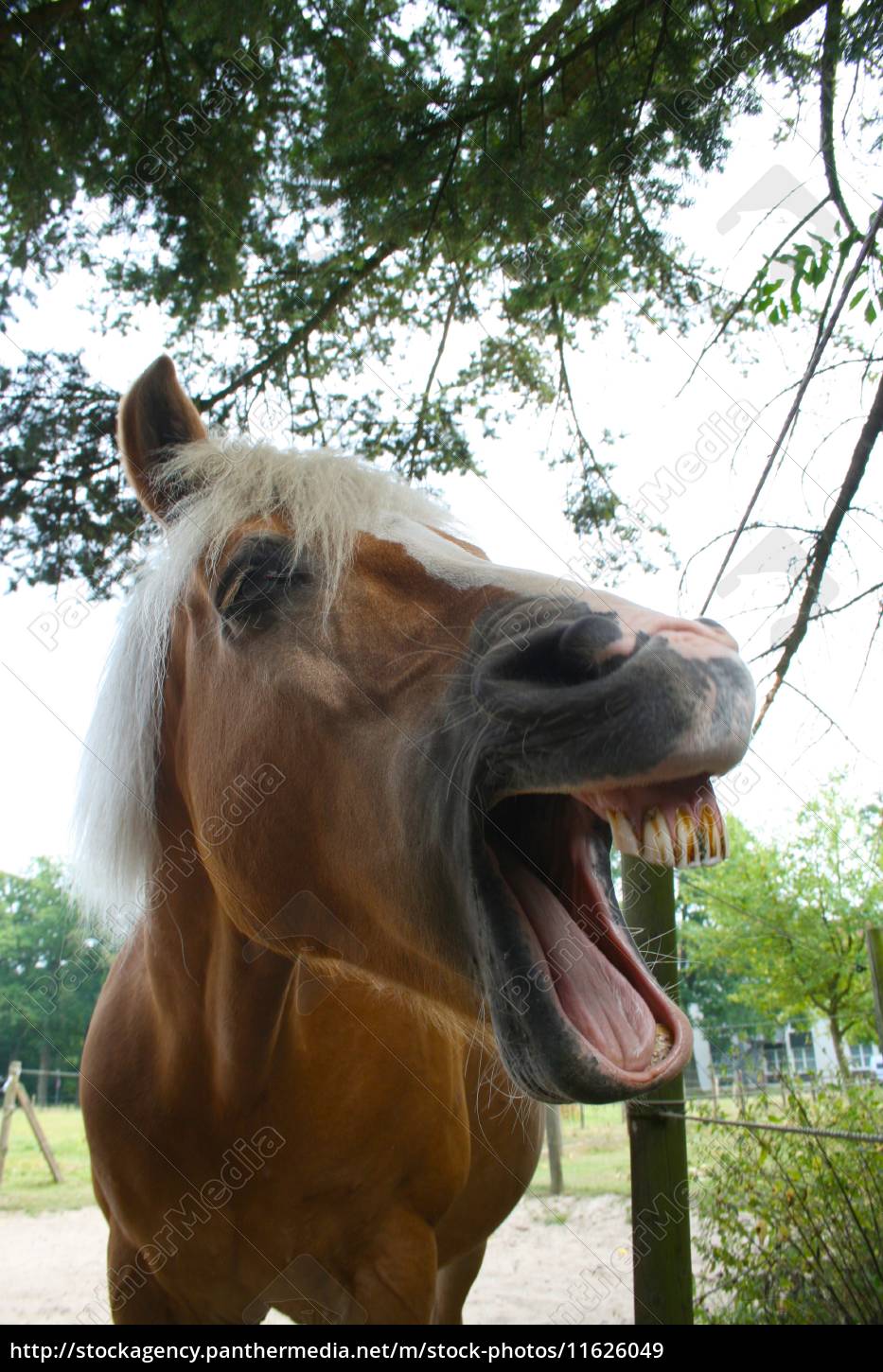 Cavalo rindo da câmera. foto de stock. Imagem de rural - 227099740