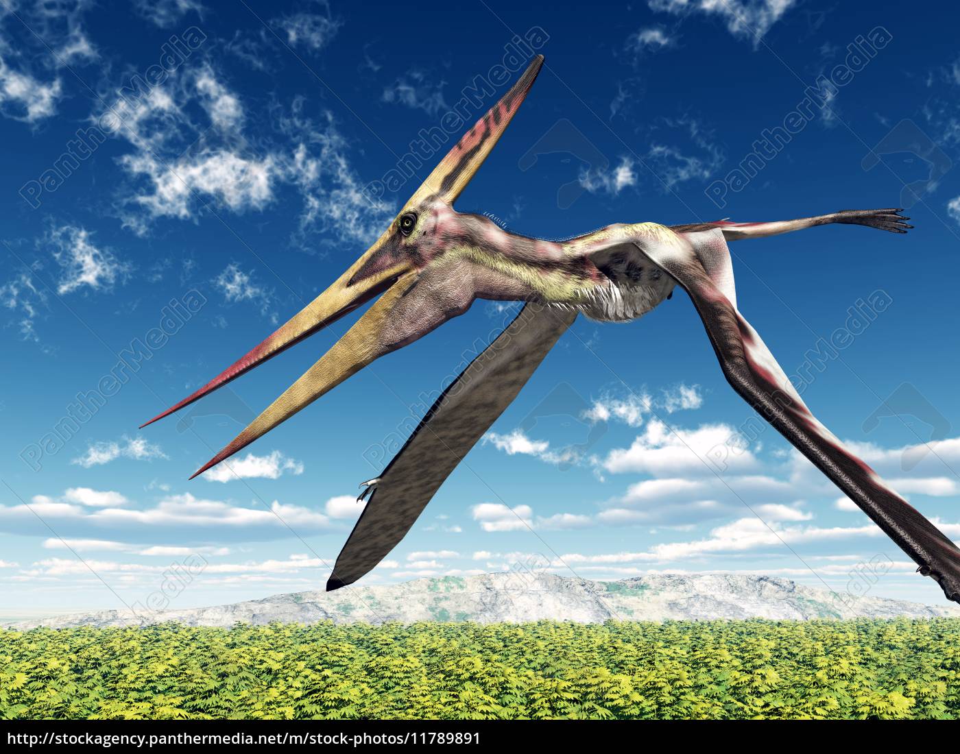 Pterodáctilo, dinossauro voador imagem vetorial de Perysty© 270584014