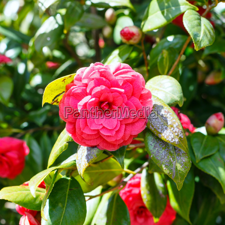 flor vermelha de arbusto camélia no dia ensolarado da - Fotos de arquivo  #14059381 | Banco de Imagens Panthermedia