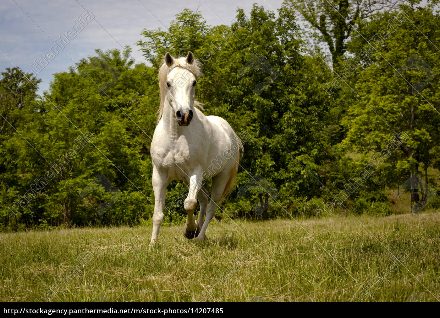 Um cavalo branco correndo no ar