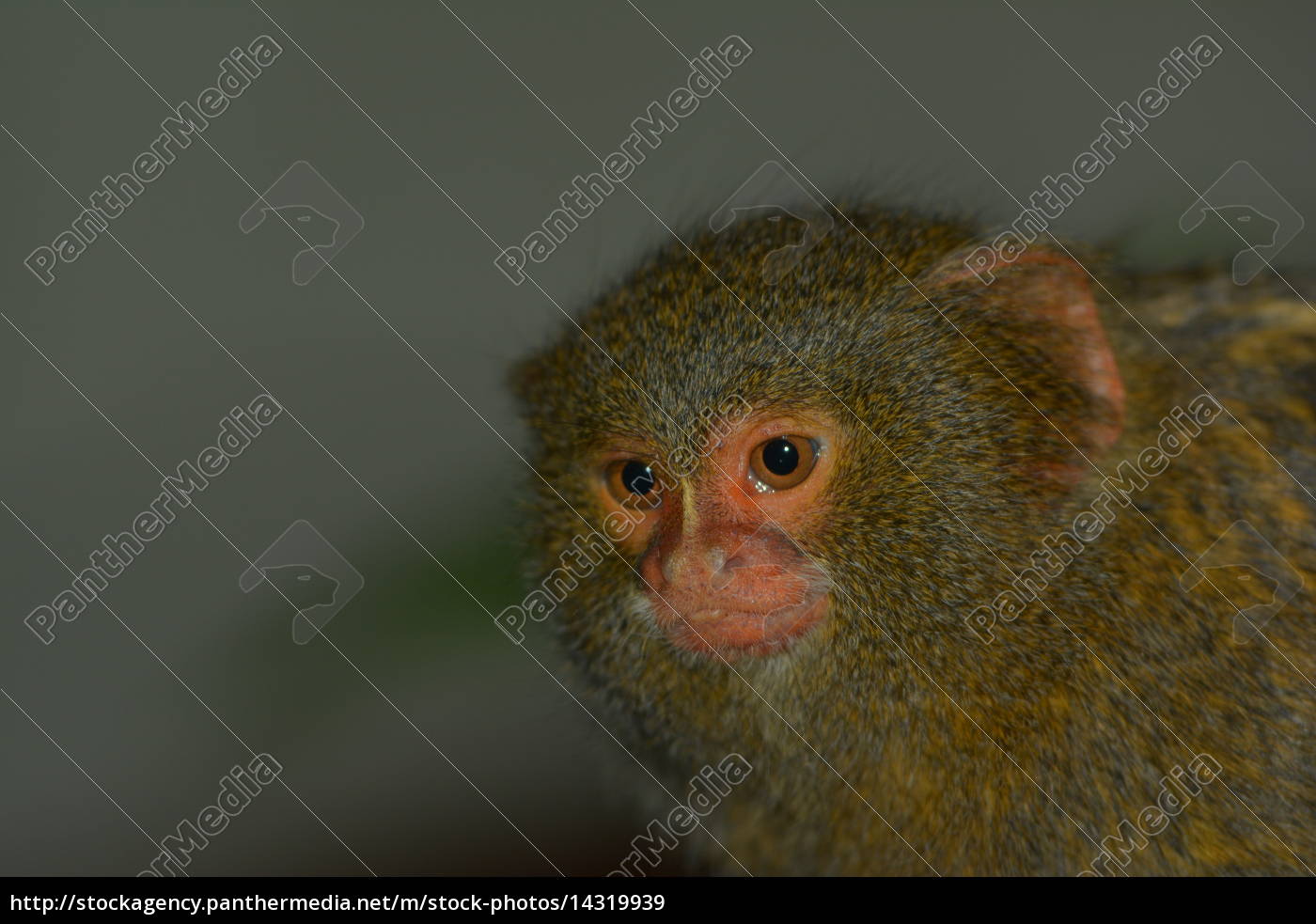 Macaco sagui Fotos de Stock, Macaco sagui Imagens sem royalties