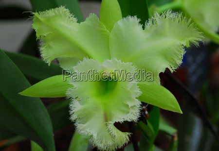 Flor verde da orquídea do Cattleya - Fotos de arquivo #14842745 | Banco de  Imagens Panthermedia