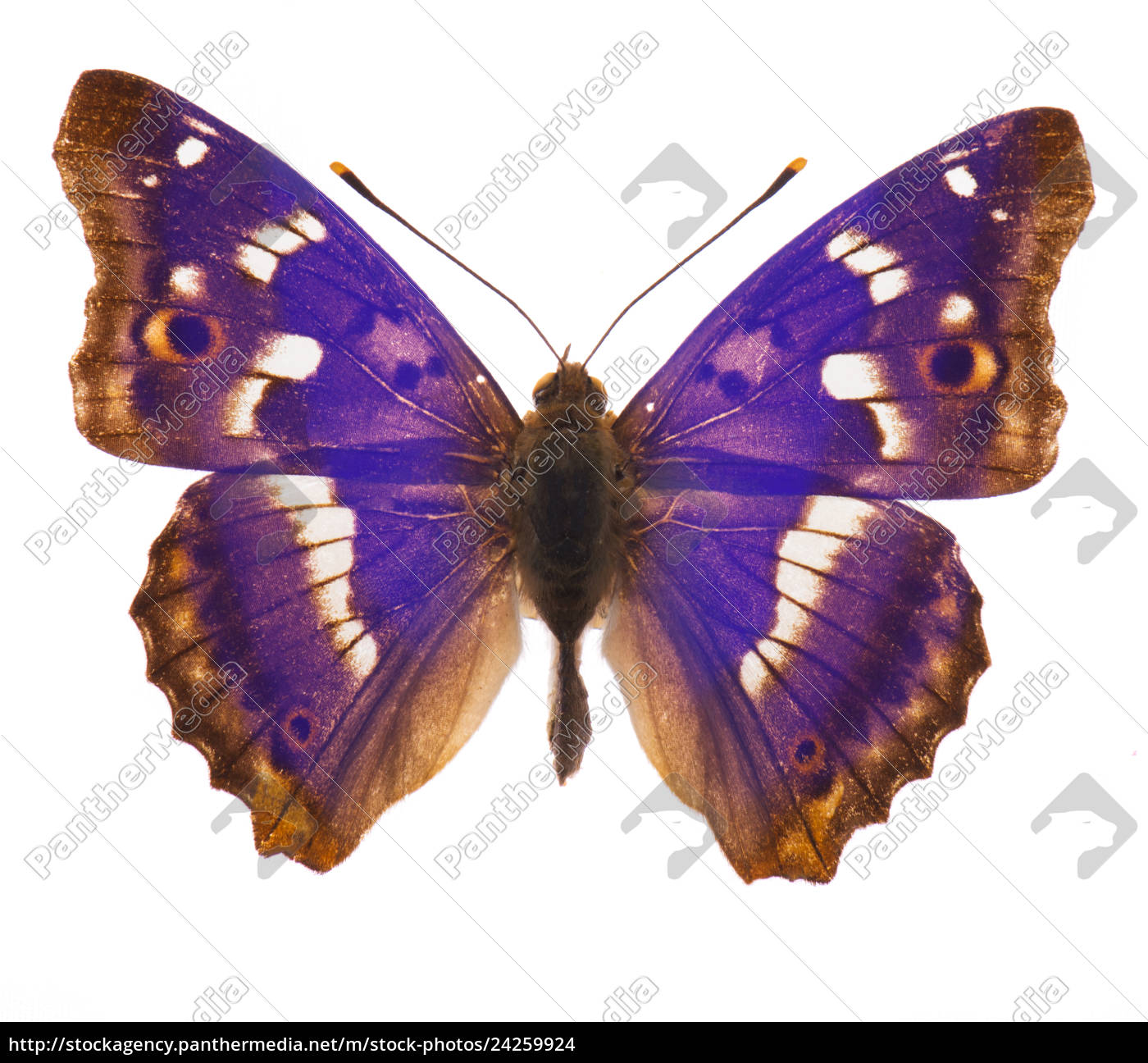 Azul imperador borboleta isolado em um fundo branco fotos, imagens