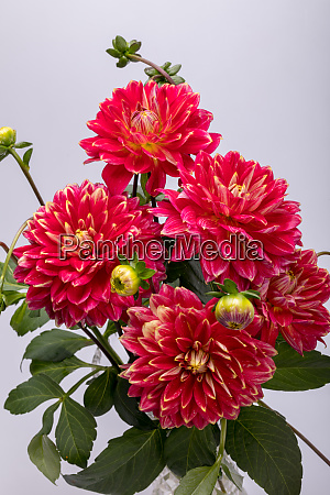 Flor dália vermelha isolada em fundo branco - Stockphoto #25972188 | Banco  de Imagens Panthermedia