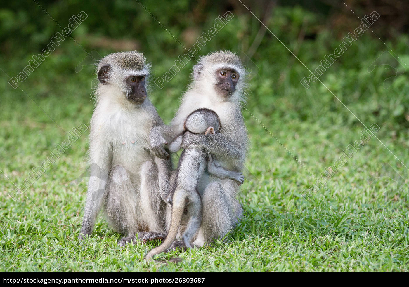 Foto de Macaco Vervetchlorocebus Pygerythrus e mais fotos de stock