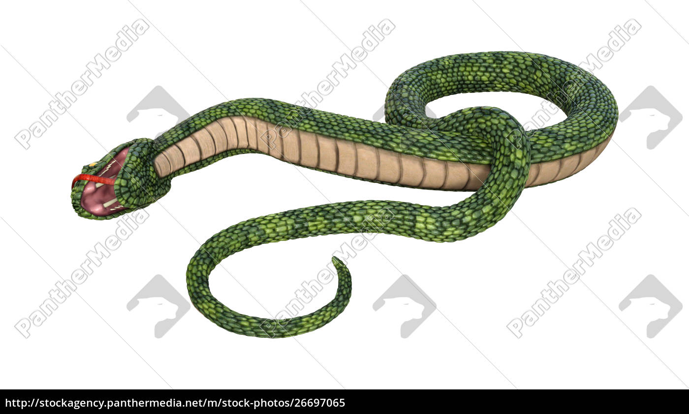 Cobra Da Serpente 3D Isolada Em Um Branco Ilustração Stock