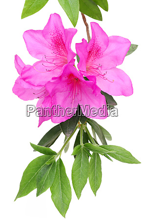 foto de uma flor de azaleia roxa florescendo isolada - Fotos de arquivo  #26863537 | Banco de Imagens Panthermedia