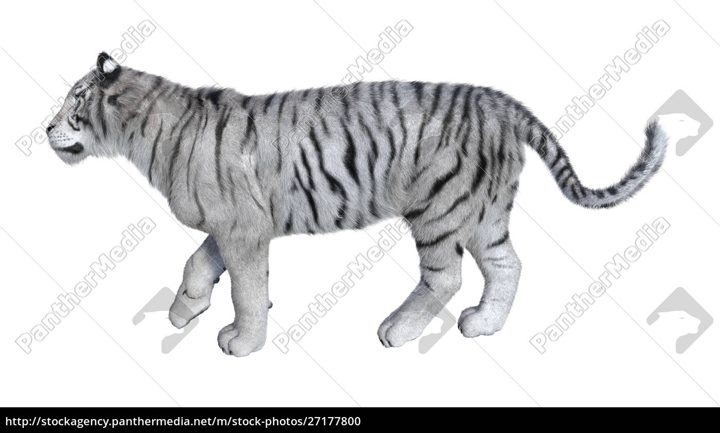 Renderização 3d De Um Grande Tigre De Gato Isolado No Fundo Branco