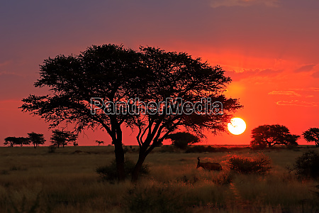 Lendário Rn7 Significa Rota Nacional Que Atravessa Savana Selvagem Vermelha  Africana Com Pequenas árvores E Arbustos Nos Lados Imagem de Stock - Imagem  de paisagem, destino: 174232899