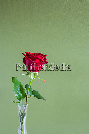 flor rosa vermelha natural no fundo verde-oliva - Stockphoto #28557338 |  Banco de Imagens Panthermedia