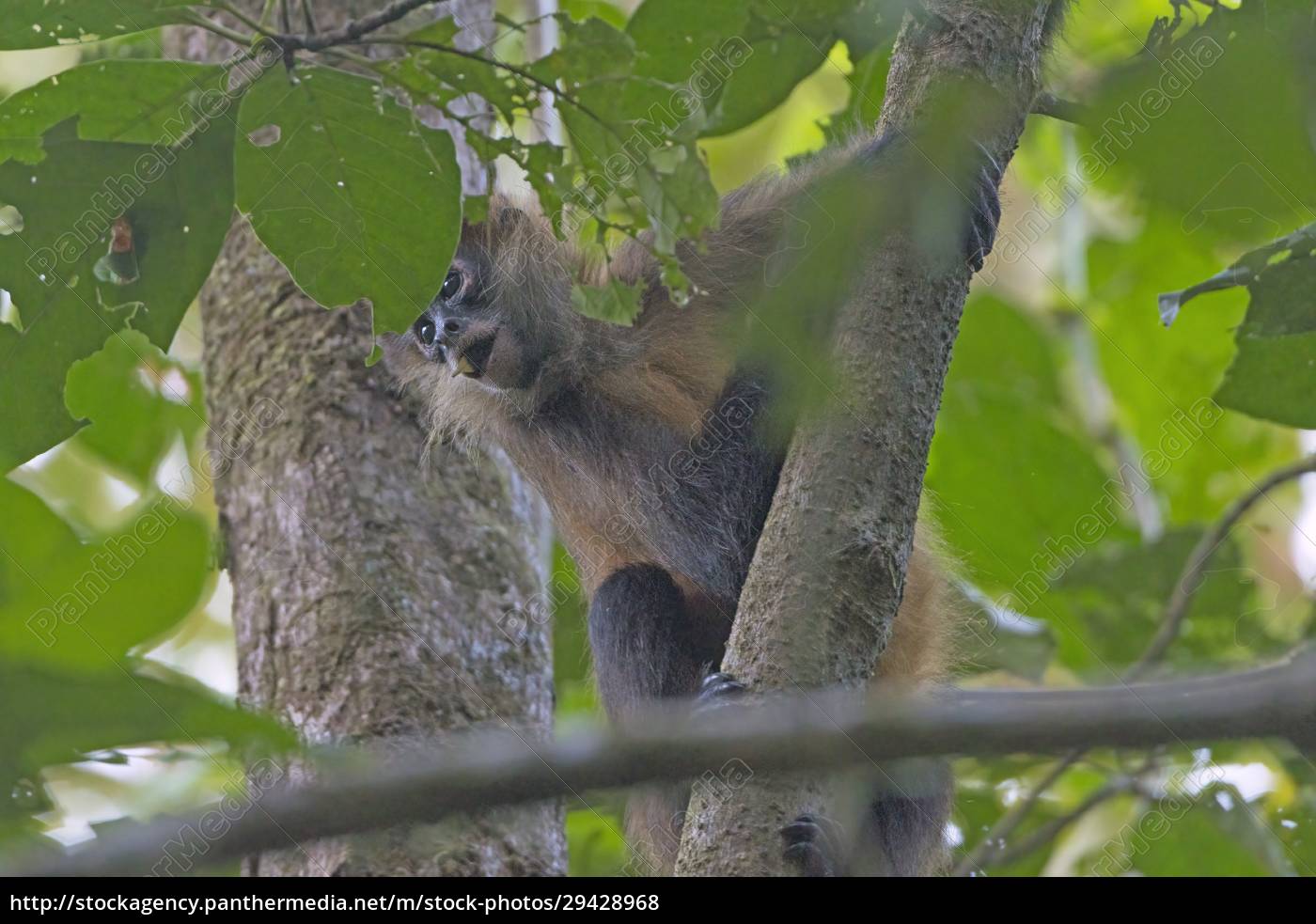 Foto De Stock Macaco-Aranha Preto, Royalty-Free